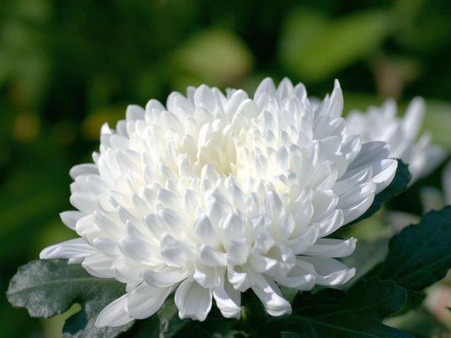 602297_379497178803746_119668395_n