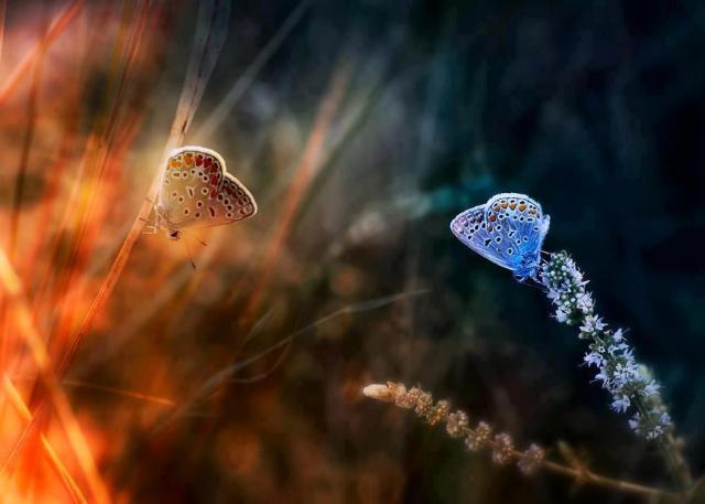 480975_489153114461021_1485047096_n