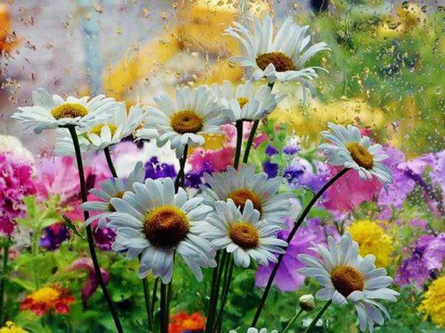 481909_516598575044357_1661786175_n