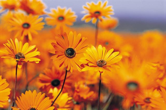 792165_377564059009380_830562985_o