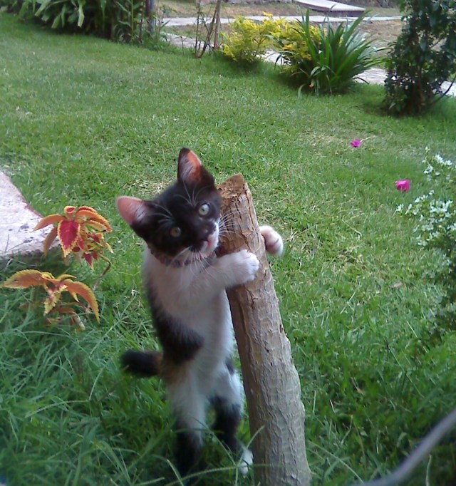 electra pequeña (2)