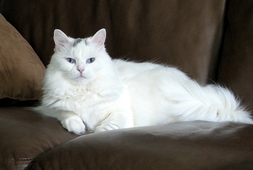 gato-angora-sofa (2)