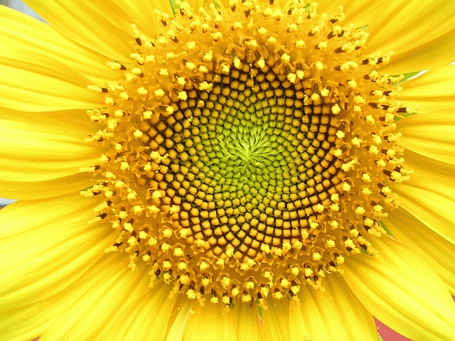 girasol