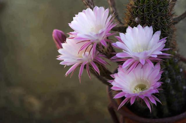 418963_582619145096341_2131464419_n