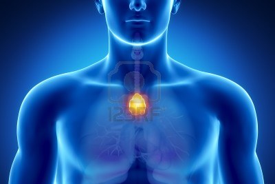 10395455-anatomia-masculina-de-timo-humana-en-vista-de-rayos-x