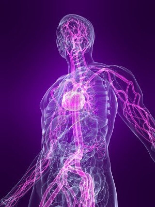 4683186-cuerpo-humano-transparente-con-sistema-vascular-de-relieve