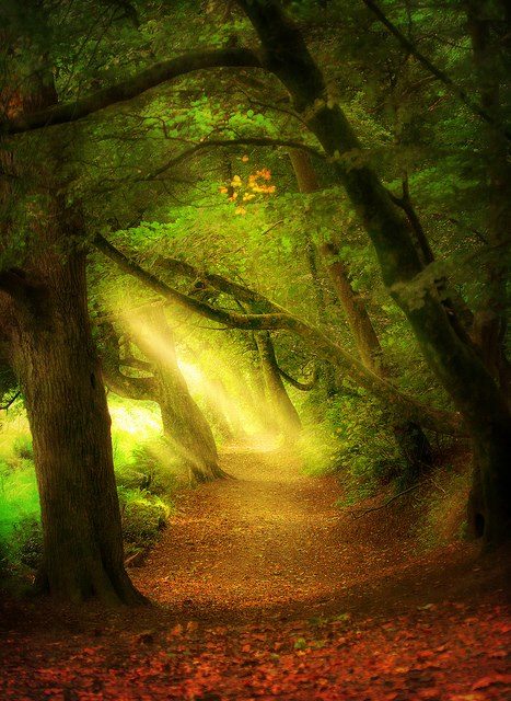 536298_304011746380792_520307878_n