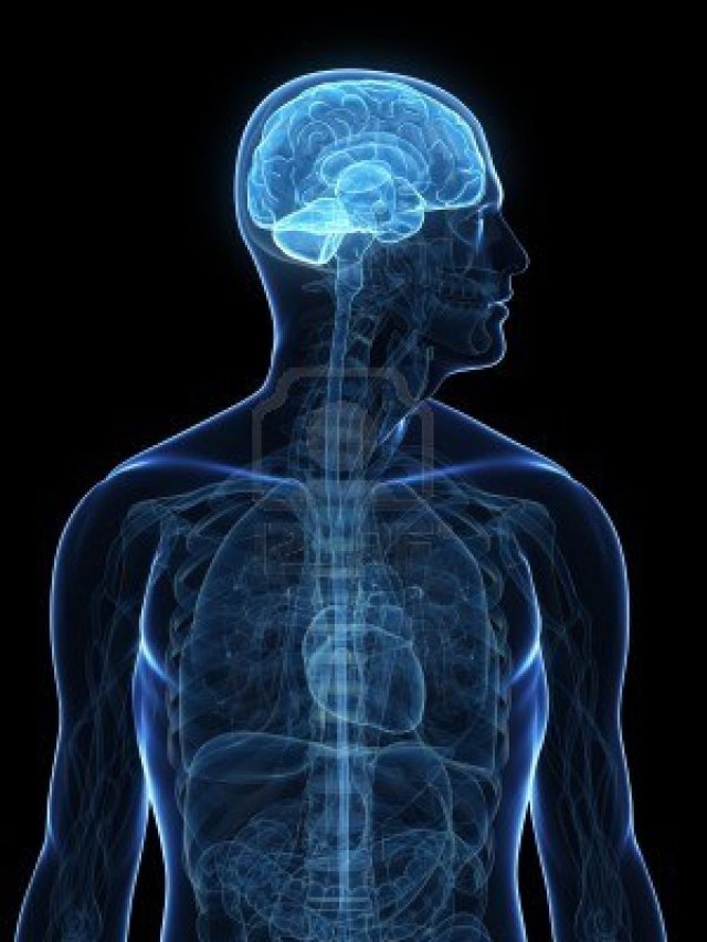 5960275-transparent-human-body-with-highlighted-brain