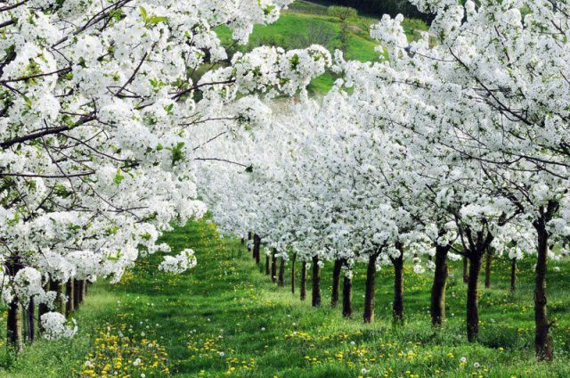 72401_582998151725107_817903550_n