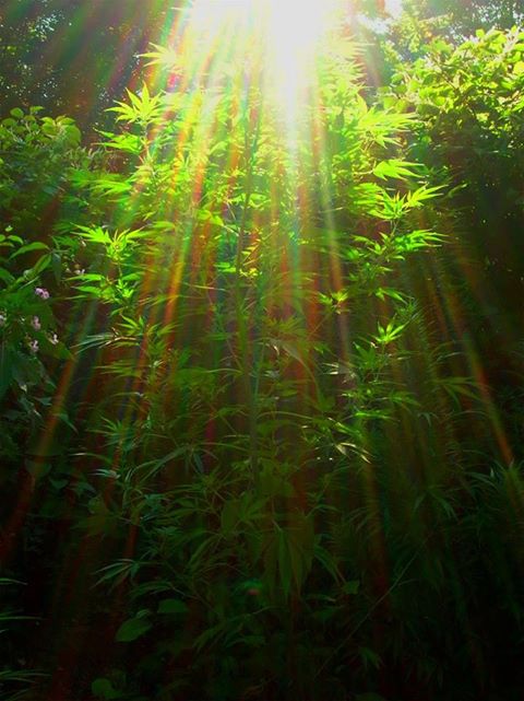 984162_470062993082058_220079433_n