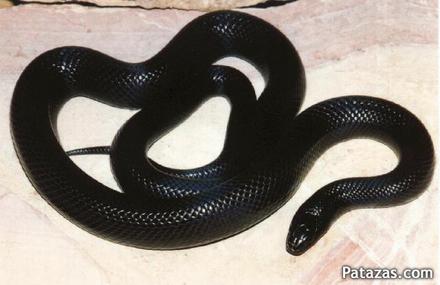 serpiente+rey+negra+monterrey+nuevo+leon+mexico__63057C_1