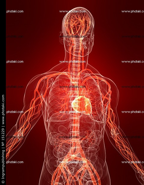 vascular-system-of-relief-human-anatomy-human-anatomy_151229
