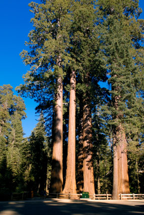 8602_sequoia_national_park_sequoie_giganti