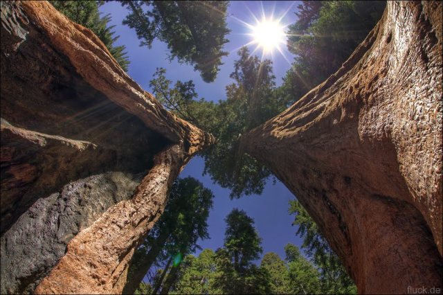 GiantSequoia_web