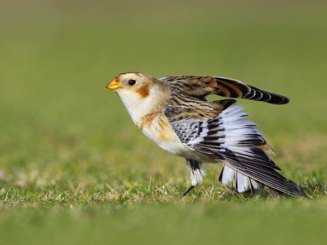 Pajaro-a-punto-de-volar