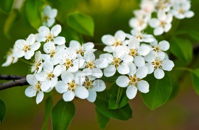 9571700-flores-de-azahar-blanco-d