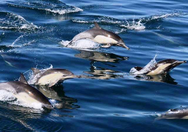 969536_603009226410982_1037914290_n