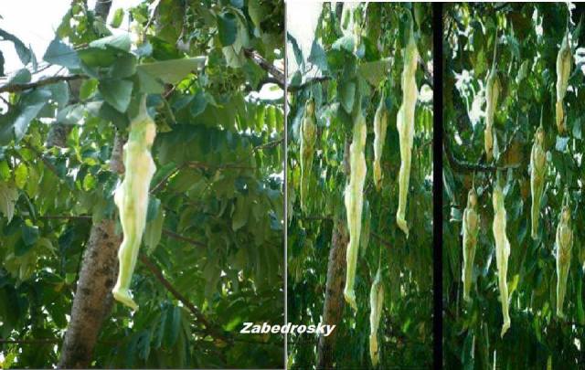 969556_4895723124905_1534741157_n