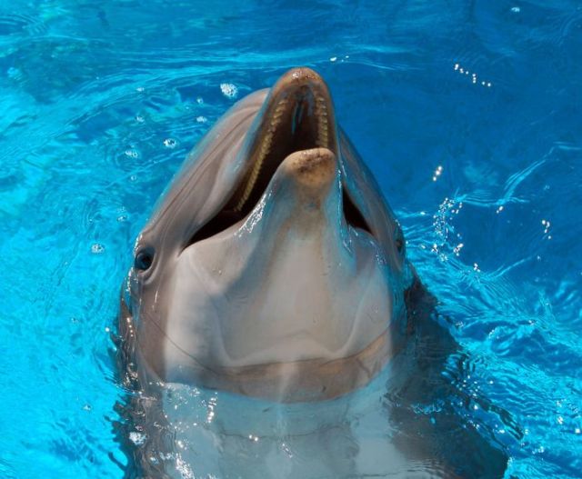 DELFIN