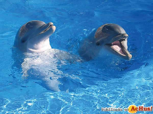 delfines-marineland-06072006_small