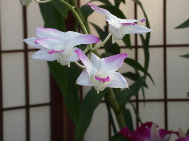 Dendrobium