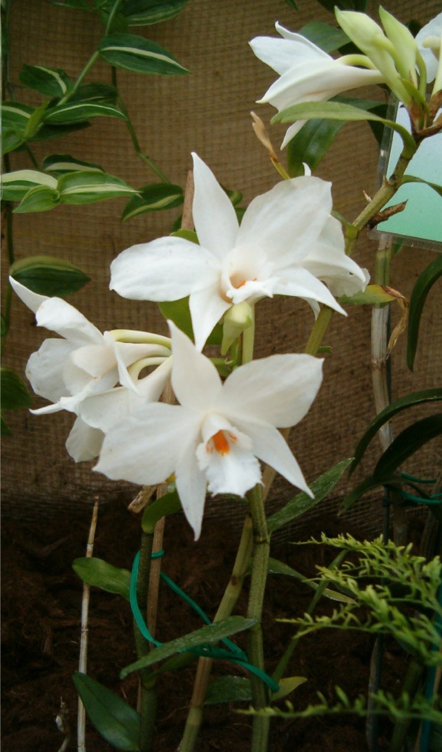 Dendrobium_infundibulum_OrchidsBln0906