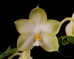 orquidea