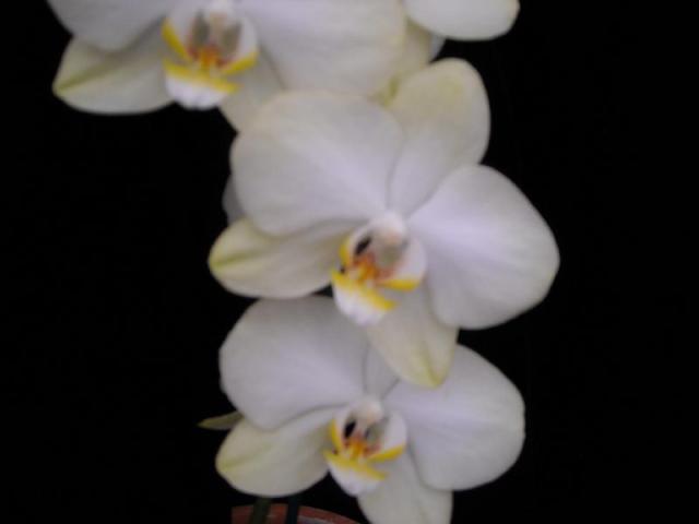 Phal. Orchidom Lemon Ice 'Lemon Chiffon' p2