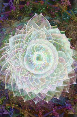 1184848_237091793109910_516471679_n