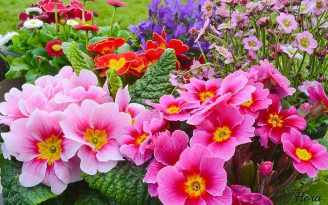 1233371_429729113804960_324778148_n