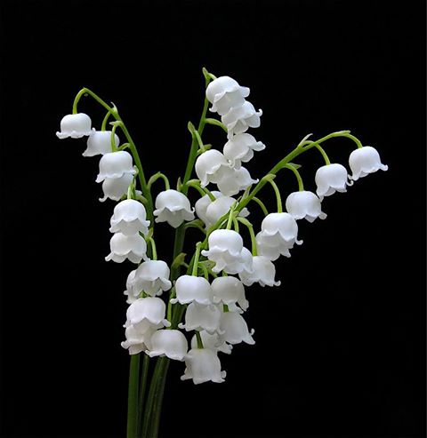 1235926_369397286526357_304806290_n