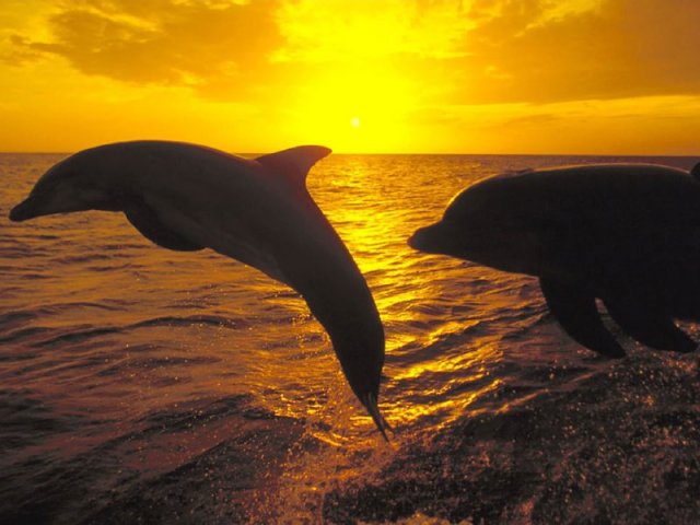 delfines-l