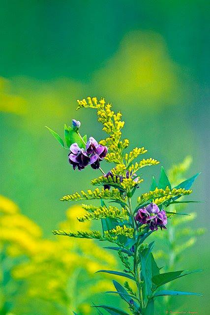 1012249_555852187812745_1849724016_n