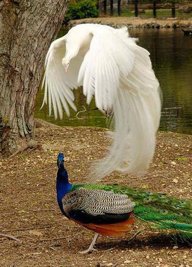 1383213_589553367760749_1785157014_n