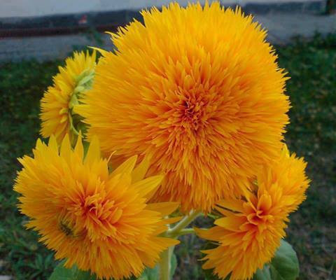 946646_456938737733034_1242093346_n