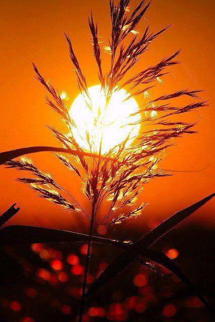 1005145_296297327172895_1790177271_n