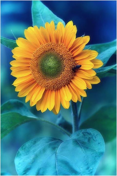 1385104_214461155400818_737308693_n