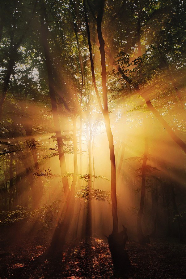 547717_256755624471510_1815620026_n