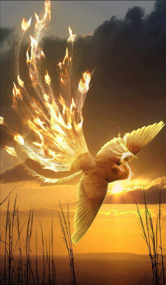 581418_556216011075849_260443985_n