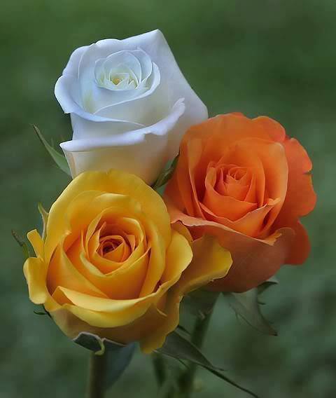 1146527_384320798357675_1623672516_n