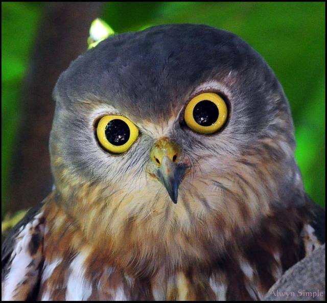 620655_511829552223481_2004716237_o