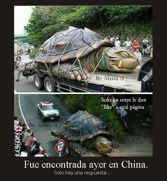 tortuga-gigante-china
