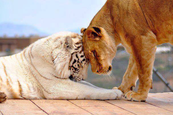 62613_425368500917849_1470532083_n