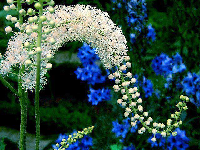 969069_612495452096640_1367755693_n