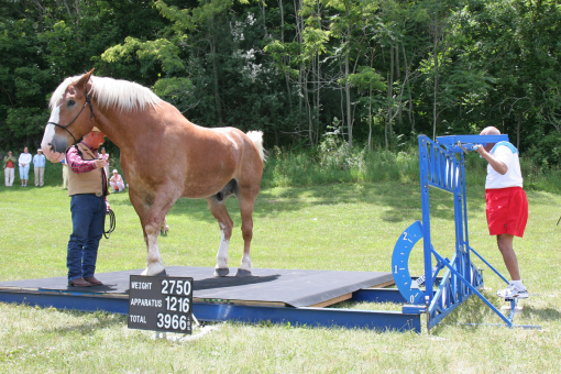 1-sri-chinmoy-lifts-radar-tallest-horse-and-handler-photoby-projjwal-pohland