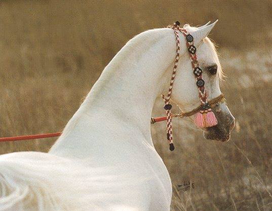 1660895_648260028570831_262642325_n