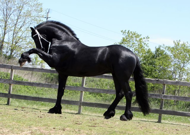 arrieta-friesians-la-raza-pic-grande