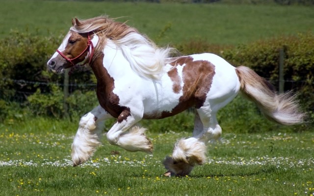 Caballos-Corriendo_Imagenes-de-Animales_01