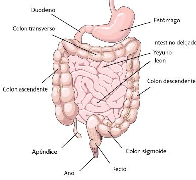 enterocolitis-necrotizante_image002