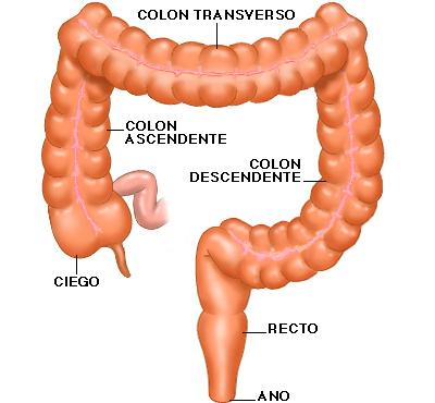 enterocolitis-necrotizante_image003
